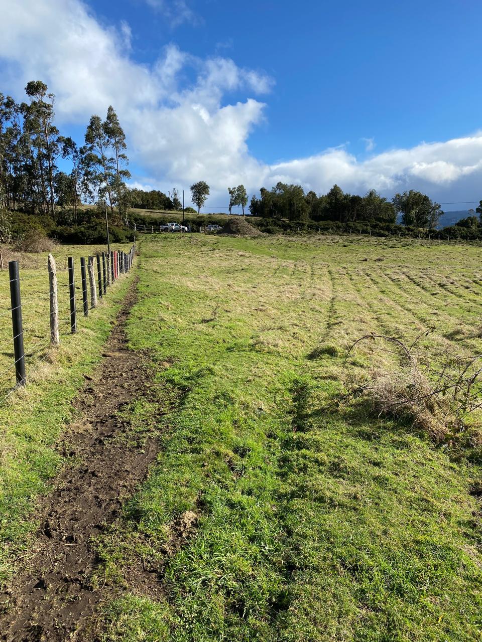 Peuque en Península de Rilán, Chiloé